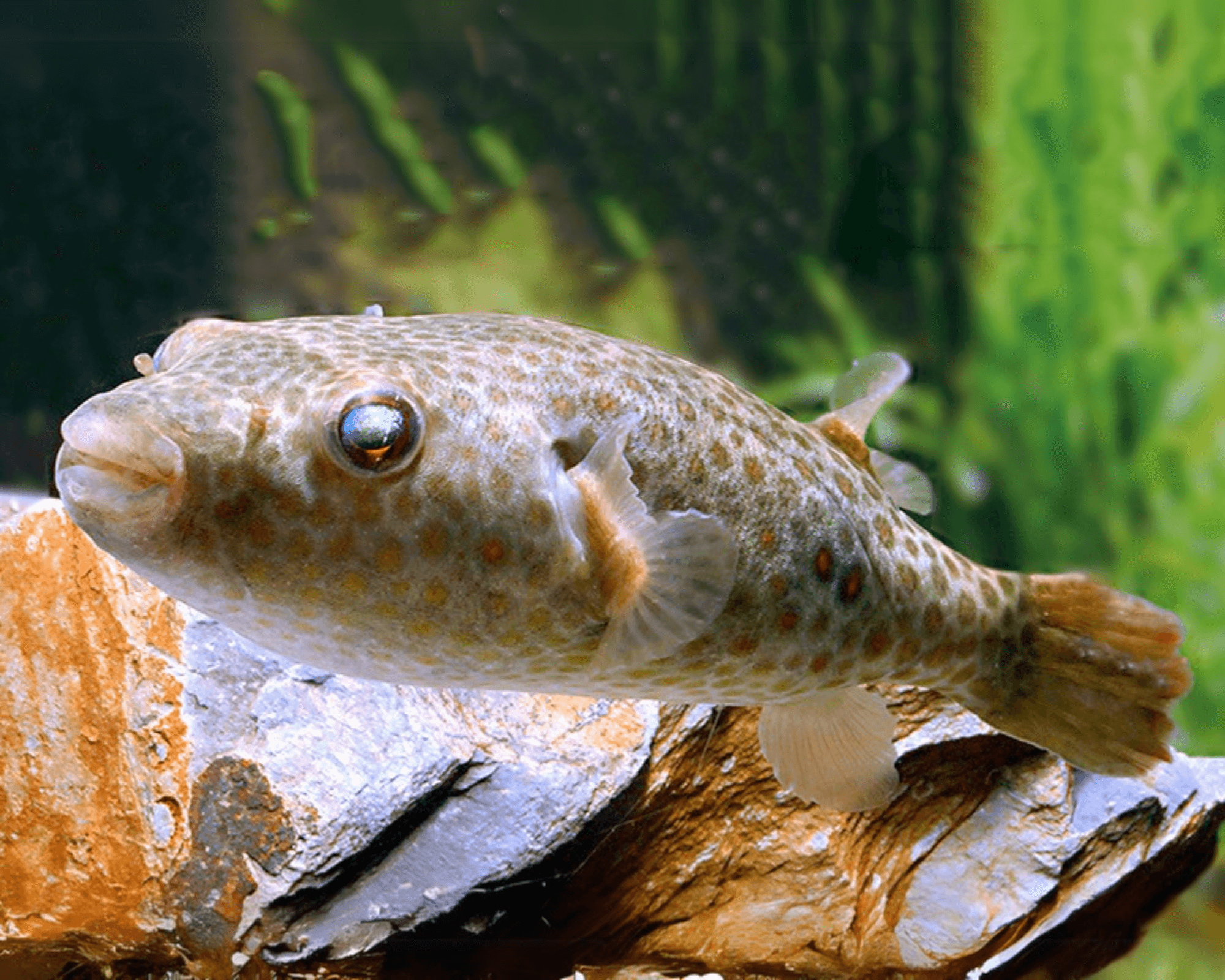 Pao abei (Abe's Puffer)